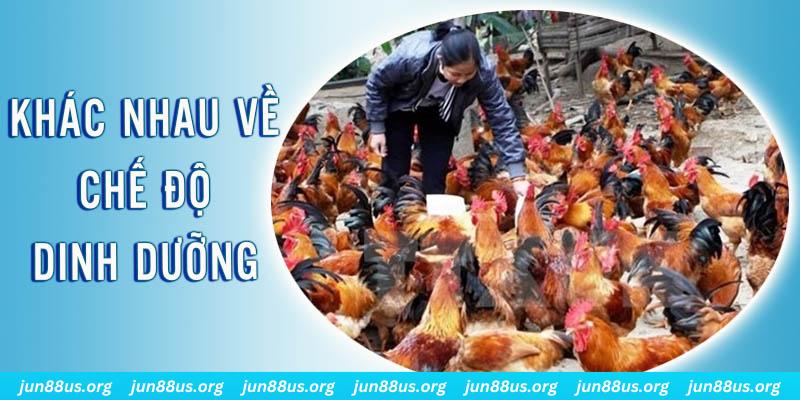 hq88 xổ số thứ sáu hàng tuần